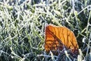 На Київщину сунуть перші заморозки: оголошено жовтий рівень небезпеки