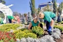 Головну в’їзну локацію столиці прикрасили понад 500 кущів хризантем (фото)