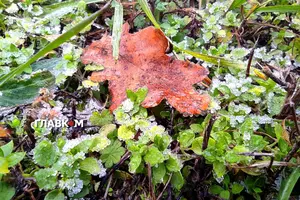 Україну накриють заморозки
