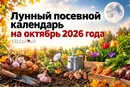 Лунный посевной календарь на октябрь 2026 года: когда сажать чеснок, лук и цветы