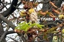 Захист каштанів від молі: петиція до Київради набрала необхідні голоси