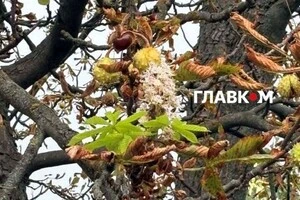 Захист каштанів від молі: петиція до Київради набрала необхідні голоси