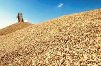 Яким буде врожай зернових в Україні?