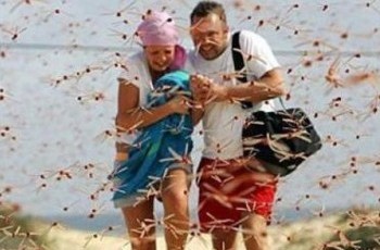 Саранча выживает туристов из Крыма