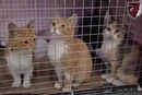 Військові врятували шістьох котів з окупованих Олешок за допомогою БпЛА (відео)