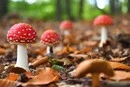 В Ірпінській громаді зафіксовано перший випадок отруєння грибами