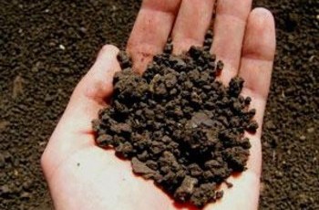 В следующем году начнется продажа украинских черноземов