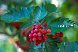 15 жовтня по більшій частині України вночі заморозки на поверхні ґрунту, на сході – дощі