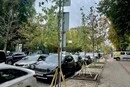 «Київзеленбуд» замінив загиблі платани на Прорізній: що посадили натомість