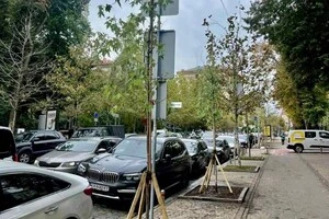 Замість платанів на Прорізній тепер зростають клени Фрімана