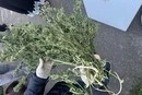 У Києві затримано чоловіка, який збував канабіс під виглядом побутових товарів