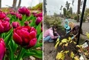 Розквітнуть у Мощуні та Ірпені: на Київщині створено живий меморіал із тюльпанів