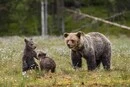 Росія зіткнулася з навалою ведмедів: хижаки дісталися околиць Москви
