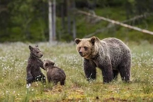 Росія зіткнулася з навалою ведмедів: хижаки дісталися околиць Москви