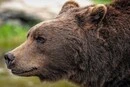 Росіянку оштрафували за фейк про ведмедя, створений ШІ