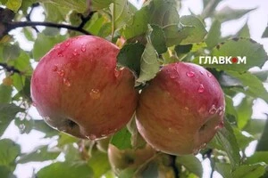 Температурні рекорди зафіксовано у трьох населених пунктах Київської області