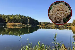 Національний природний парк на Хмельниччині, де виявлено рідкісний червонокнижний гриб