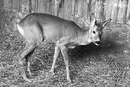 Косуля померла після кількох днів мук у зоопарку Буковеля – UAnimals