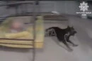 У Києві патрульні відкрили вогонь по собаці, який напав на інспектора (відео)