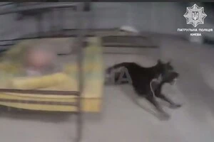 Собака лежав разом із безхатченком на ліжку в укритті, а під час наближення патрульного раптово кинувся на нього
