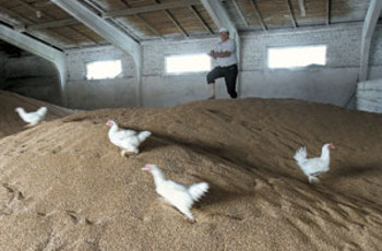 Украина сдает России зерновые рынки