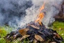 Спалювання листя в Києві: чому це небезпечно та які штрафи 