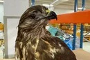 Київська митниця вилучила з посилок бивень слона, голову акули та опудало птаха 