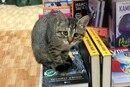 Чотирилапа працівниця. У полтавській книгарні оселилася кішка Цирцея 