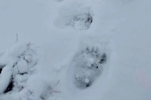 Найнижча температура очікується на північному сході країни та на високогір'ї Карпат