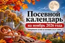 Лунный посевной календарь на ноябрь 2026 года: завершаем сезон и готовимся к зиме