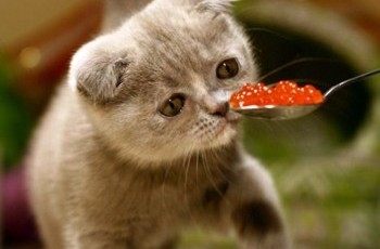 Путин оставит украинцев без икры на Новый год