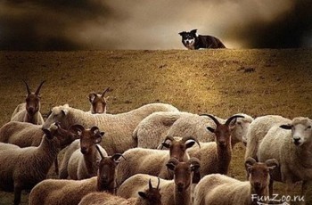 Янукович забрал свободу. Общественность всплакнула и утерлась