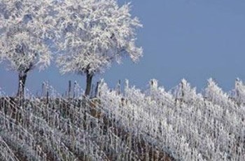 Украину впервые за десять лет ждет фруктовый дефицит