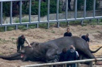 «Таємний» слон