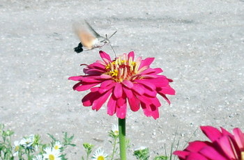 Десант інтелігенції до Януковича: місія нездійсненна?