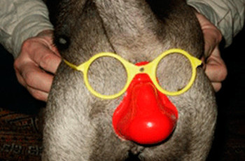 Янукович прижимает олигархов. С баранов стричь уже нечего