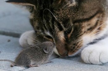 Поки Тимошенко сидить, Європа грається з Януковичем в «кішки мишки»