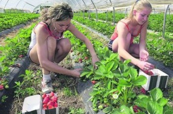 The Financial Times: Великобритания нуждается в украинских заробитчанах