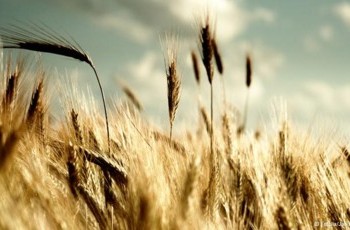 Украинские аграрии против создания зернового пула с Россией