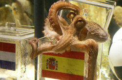 Наследники осьминога Пауля