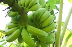 Под Киевом выросли экзотические фрукты