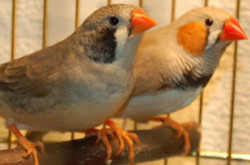 Киевлянин разводит экзотических птиц