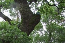 Зелёные памятки столичной природы