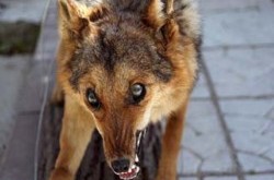 Кому выгодна паника вокруг бешенства?