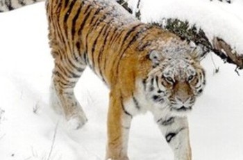 Трагедия в Киевском зоопарке: кто-то забыл закрыть клетку тигра - теперь в зверинце проведут допинструктаж