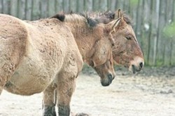 Из Киевского зоопарка массово вывозят животных