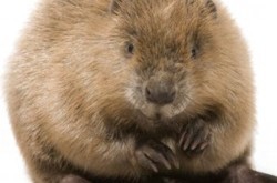 По улицам Киева бегает бобер-горожанин (Видео)