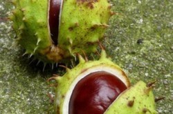 Ночью на Крещатике спилили десятки деревьев (ФОТО)