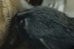 В Киеве впервые в Европе родился морской котик (Видео)