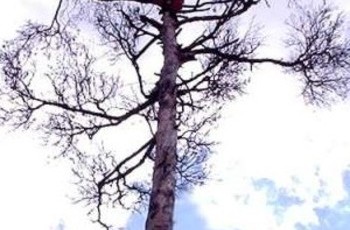 В Киеве продолжают гибнуть деревья: столица превращается в пустыню